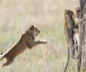 مستند حیات وحش؛ روح میمون حلولید تو جگوار و شیر رو درخت میجنگن