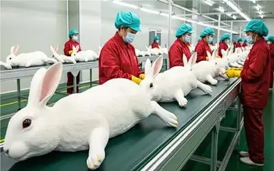 فرآوری خرگوش / از تولد تا فرآوری؛ چرخه بی‌رحم اما پرسود