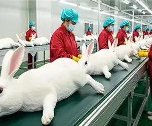 فرآوری خرگوش / از تولد تا فرآوری؛ چرخه بی‌رحم اما پرسود