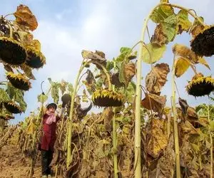 کشاورزی نوین؛ آفتاب گردونو با تخمه هاش میکنن دوباره میذارن رو شاخه خشک شه راحت جدا شن