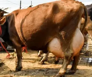 گاوهای باورنکردنی؛ گاوه هیچ قد و هیکل نداره اما ده برابر گاوهای دیگه شیر داره
