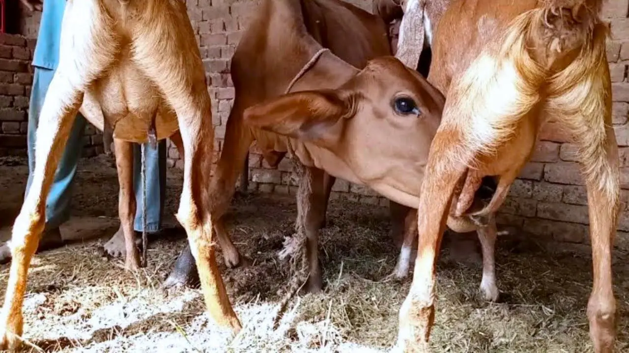 گاو شیر دزد؛ گاو خودش اندازه یه لبنیاتی شیر داره اما داره شیر بز تازه بالغ رو میخوره
