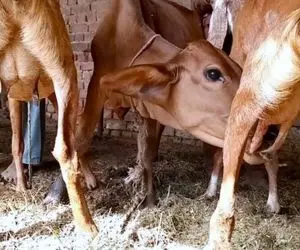 گاو شیر دزد؛ گاو خودش اندازه یه لبنیاتی شیر داره اما داره شیر بز تازه بالغ رو میخوره