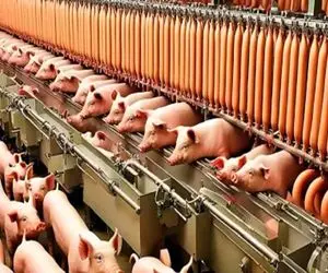 فرآوری خوک؛ خوک قلمبه صورتی حرومی بعد عبور از کوره آتیش تو کارواش سلاخی شد