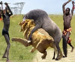 جنگجویان طبیعت؛ قبیله ماسایی شیر زمختی که اسب اصیلشون شرحه کرد جرواجر کردن 