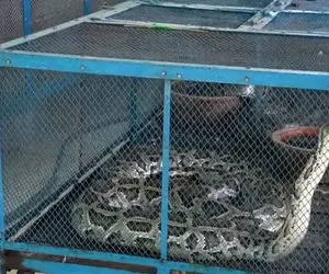 جا به جایی پر هیبت؛ چند نفری مار پیتون غول پیکر رو از ماشین درآوردن تو طبیعت رها کردن