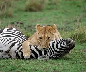 از جذابیت های حیات وحش؛ ماده شیر گرسنه  آقایون رو کرد تو قوطی و زَد تو گوش گورخر!