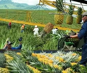 کشاورزی نوین؛ برداشت آناناس تو مزارع چند هکتاری با تکنولوژی مدرن کلشو ریل کشی کردن