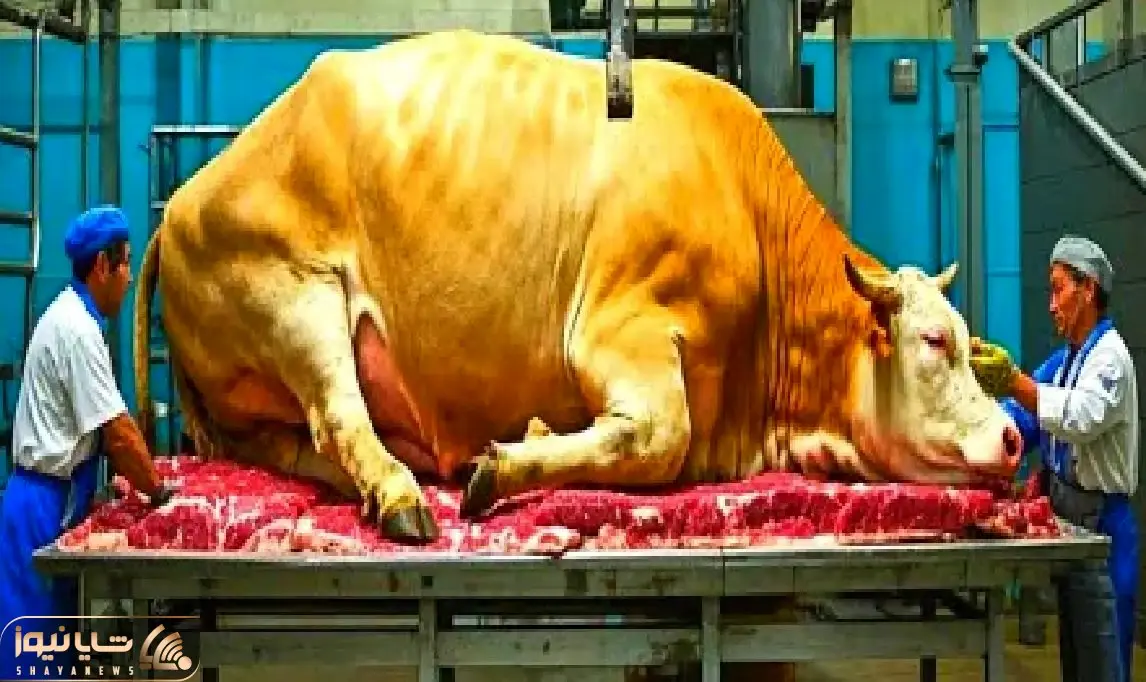 فرآوری گاو / سفر دیجیتالی یک لاشه برای تبدیل گاو به فرآورده‌های غذایی