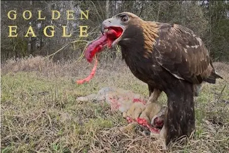 مستند حیات وحش؛ عقاب جیگر شیر رو به نوک کشید یا عقاب جدا جیگر شیر خورده!