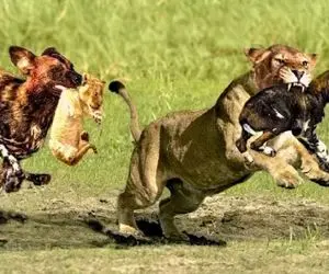 جذابیت حیات وحش / نبرد چشم در برابر چشم میان کفتار و شیر