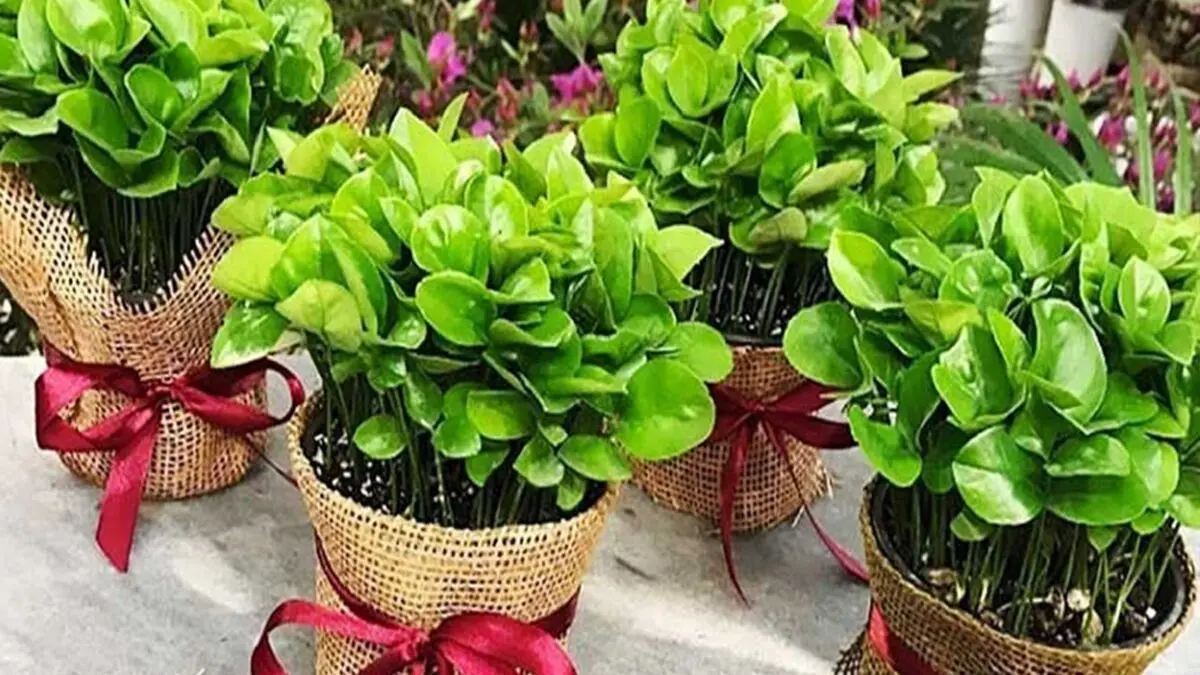 کاشت سبزه هسته پرتقال
