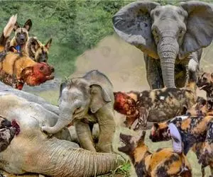 جذابیت حیات وحش / سگ های وحشی حمله کردند به خاندان عاج‌دار پاسخ کوبنده بود