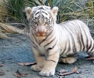 مستند حیات وحش؛ بچه ببر سفید گریه کنان به دنبال مادرش می گرده