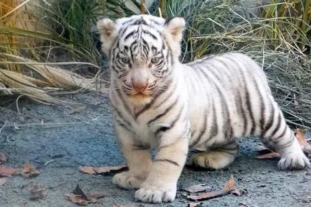 مستند حیات وحش؛ بچه ببر سفید گریه کنان به دنبال مادرش می گرده