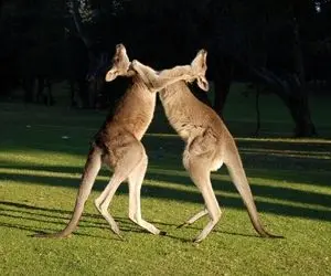 مستند حیات وحش؛ مبارزه دو کانگورو سلاطین بوکس حیات وحش