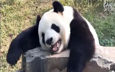 طنز حیات وحش/مصیبت های حمام کردن پاندا/انقدر بامزه فرار میکنه که نگهبان مرده از خنده