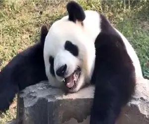 طنز حیات وحش/مصیبت های حمام کردن پاندا/انقدر بامزه فرار میکنه که نگهبان مرده از خنده