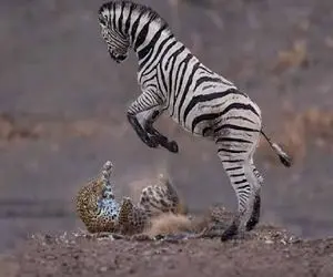 مستند حیات وحش؛ خر راه راه با زیر گرفتن یوزپلنگ خر بودنش ثابت کرد