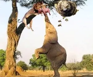 جذابیت های حیات وحش؛ شیر بچه فیل رو برد بالای درخت و مادرش پایین نعره می کشید