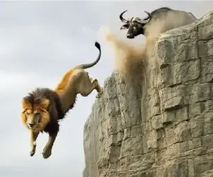 مستند حیات وحش؛ بوفالو شیر کشوند لب پرتگاه جاذبه جزاشو بده