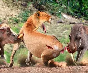 بدایع حیات وحش / نبرد منزجرانه گراز و شیر برای حفظ جان