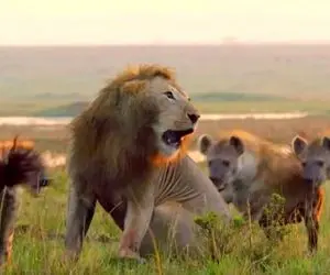 مستند حیات وحش؛ کفتار تنهایی طبل تو خالیه اما امان از روزی که گروهی حمله کنه