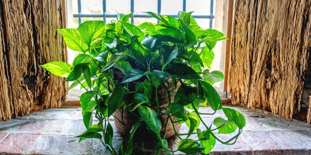 growing-devils-ivy