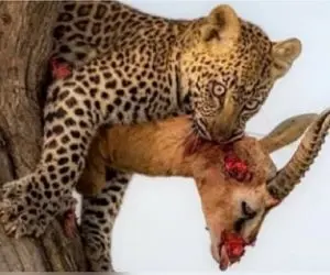 شاهکار حیات وحش/ دنبال بازی مذبوحانه پلنگ و شیر بر بلندای درخت برای کشتن طعمه