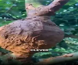 کشاورزی نوین؛ شاخه های فرعی درختو گوله گل مالید ریشه زد برید کاشت چندتا درخت جدید شدن