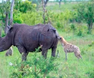 از بدایع حیات وحش؛ کفتار بدطینت چسبیده به باسن کرگدن داره خون زخمشو میخوره