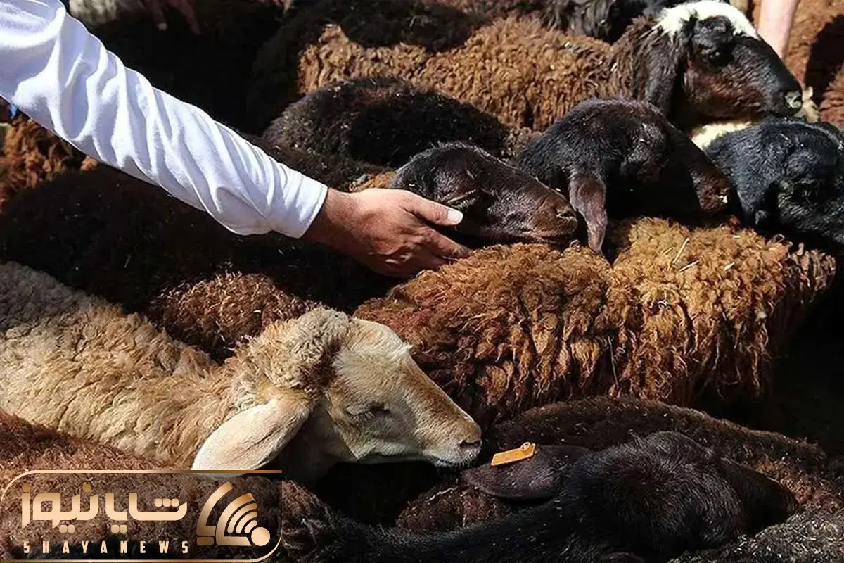 قیمت دام زنده امروز ۱۷ آذر 1404؛ گوساله و گوسفند گران شد + جدول