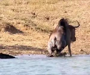 از جذابیت های حیات وحش؛ پای کل یالدار نگون بخت تو دهن تمساح قلچماق خمیر شد