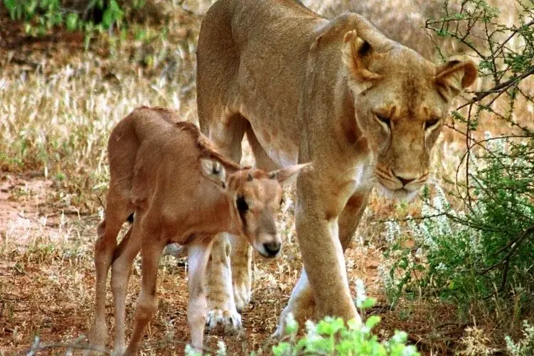 مستند حیات وحش؛ شیر؛ بچه آهو