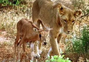 مستند حیات وحش؛ شیر بچه آهو رو نه تنها نخور بلکه مراقبت کرد و تحویل مادرش داد