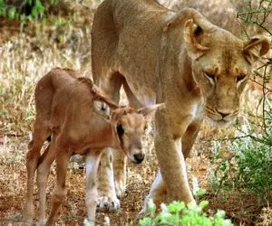 مستند حیات وحش؛ شیر؛ بچه آهو