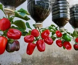 کشاورزی نوین؛ بطری های پلاستیکی دوغ رو سر و ته آویزون کردن توش فلفل دلمه کاشتن