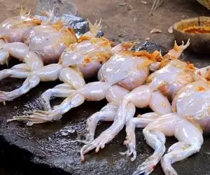 کباب قورباغه؛ دل و روده قورباغه رو درمییارن شکمشون پر میکنن ‌میندازن تو روغن داغ