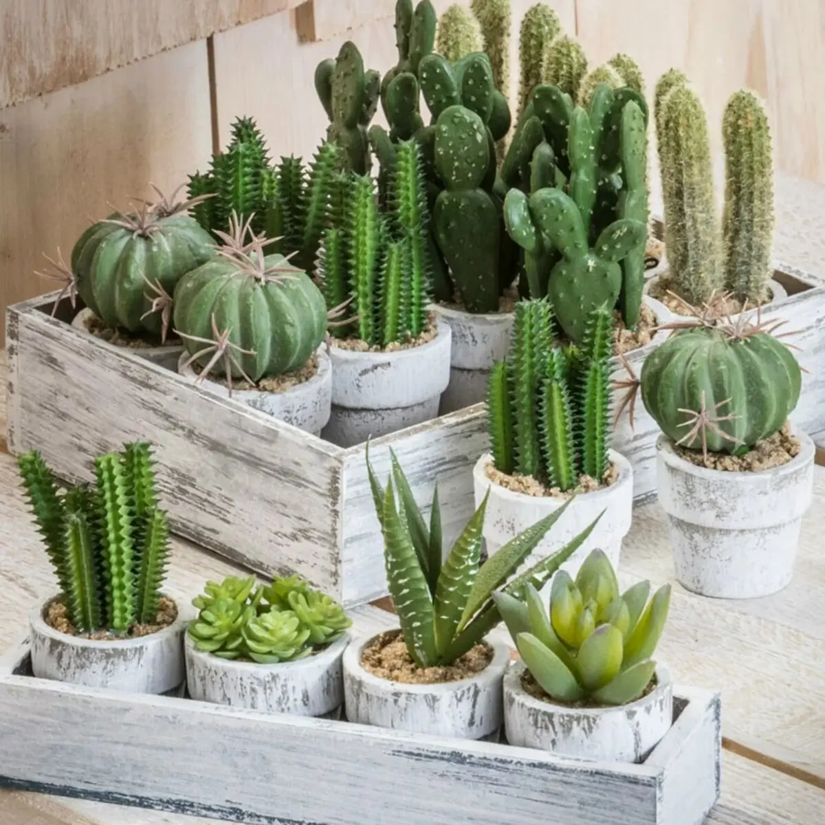 Cactaceae-7