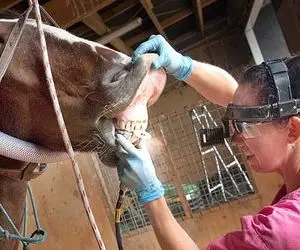 (ویدیو) مسواک زدن اسب را تا به حال دیده اید؟