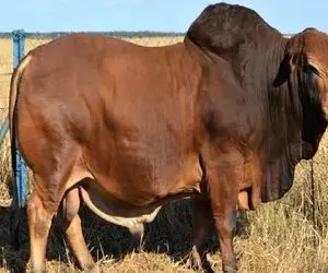 گاوهای باورنکردنی؛ گاومیش هرکول کوهان دار رو با دوا دارو عضله ای میکنن برای نمایشگاه