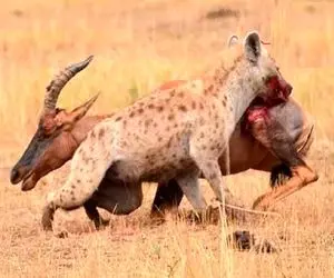 بدایع حیات وحش؛ شاخ کل یالدار گیر کرد به کفتار ددمنش اونم مثله کرد تناول کنه