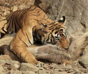 از جذابیت‌های حیات وحش؛ ببره یه جوری پرید رو آهو له شد خونش درومد