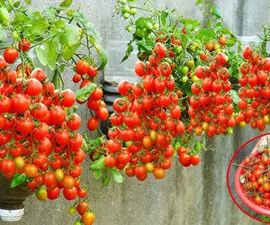 ایده های خلاقانه؛ بطری های پلاستیکی آب معدنی رو دور ننداز توش گوجه بکار عالی میشه