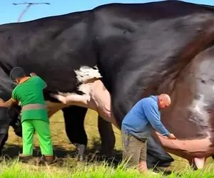 فرآوری گاو؛ گاوهایی که با ناز و نوازش هر روز اندازه یک کارخانه لبنیات کاله شیر میدن