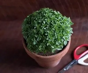 ایده های خلاقانه؛ همه واسه هفت سین سبزه پرتقال میذارن تو خاص باش تخم شربتی سبز کن