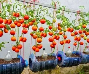 کشاورزی نوین؛ تو بطری های آب سردکن گوجه فرنگی کاشته آبیاریشم قطره ای کرده