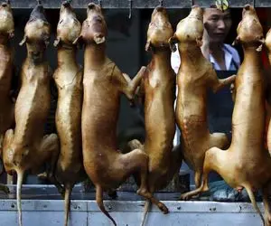 کباب سگ؛ سگ نازنازی ولگرد زمخت و جمع کرد و از قفا سر برید واسه پخت کله پاچه