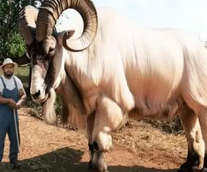 حیوانات عظیم‌الجثه؛ این بز غول پیکر از وقتی عضله درآورد نتونست رو کوه زندگی کنه