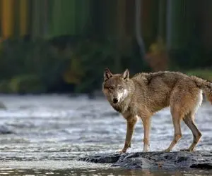 مستند حیات وحش/ گرگ؛ اردک ها